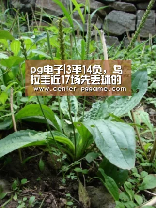 PG电子免费试玩